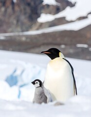 Fototapeta premium An emperor penguin and its fluffy chick share a tender moment, showcasing parental care in the Antarctic snow