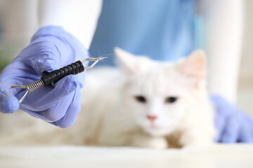 Veterinarian holding tick extractor with parasite and fur near cat in vet clinic, closeup