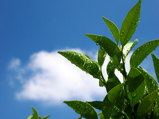 雷雨ののち快晴－植物の葉に残る雨滴と抜けるような青空　夏のイメージ素材
