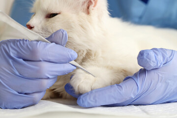 Veterinarian with tweezers removing tick from cat's paw in vet clinic, closeup