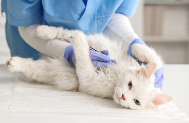Veterinarian with tweezers removing tick from cat's belly in vet clinic