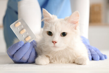 Veterinarian holding anti-parasitic pills near cat in vet clinic, closeup