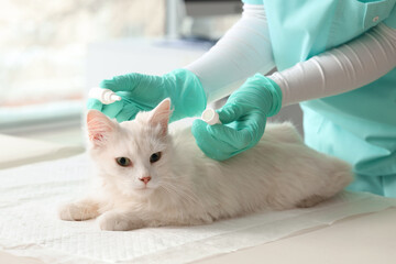 Veterinarian applying spot-on parasite treatment to cat's neck in vet clinic