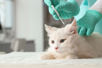 Veterinarian applying spot-on parasite treatment to cat's neck in vet clinic, closeup
