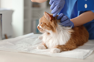 Veterinarian with tweezers removing tick from cat in vet clinic