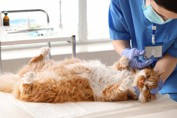 Veterinarian with tick extractor removing parasite from cat's ear in vet clinic