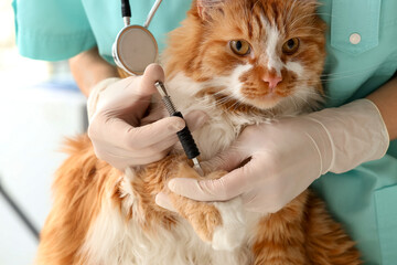 Veterinarian with tick extractor removing parasite from cat's paw in vet clinic, closeup