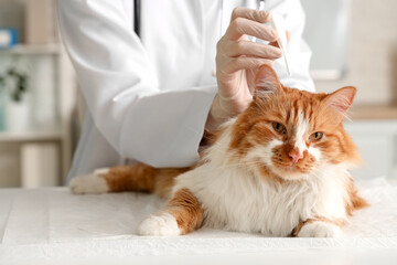 Veterinarian applying spot-on parasite treatment to cat's neck in vet clinic