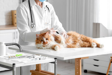 Veterinarian with tick extractor removing parasite from cat's belly in vet clinic