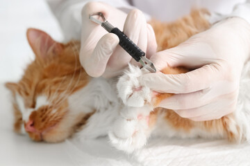 Veterinarian with tick extractor removing parasite from cat's paw in vet clinic, closeup