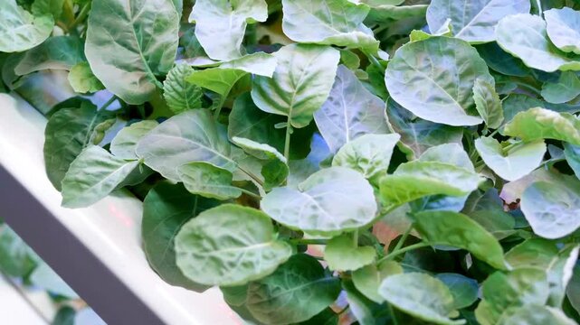 Close-up salad basil Food production in Vegetables hydroponic plant, produce cultivate farm 4K