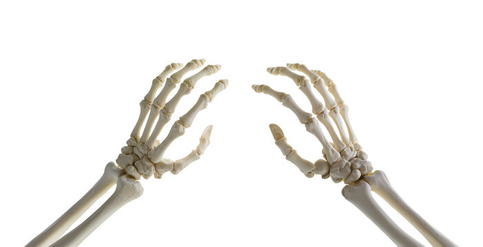 Skeletal human hands isolated on transparent background perfect for halloween spooky decoration mockup design. 