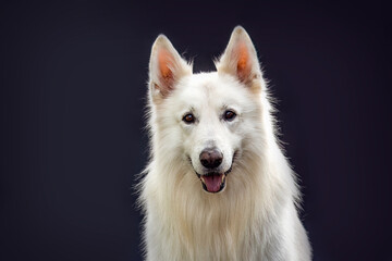 Elegant White Swiss Shepherd Dog Studio Portrait