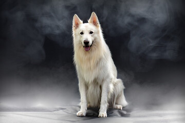 Elegant White Swiss Shepherd Dog Studio Portrait