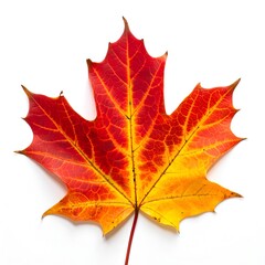 Obraz premium A vibrant maple leaf displays rich autumn colors with a warm, organic texture on a white backdrop.