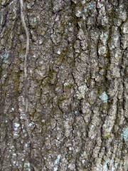Tree bark with lichen and vine close-up