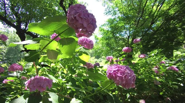 Japanese garden. Beautiful flowers. Hydrangeas illuminated by sunlight. / 日本庭園。美しい花。こぼれ日に照らされたアジサイ。