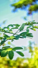 green leaves reflecting in water