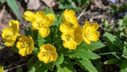 Close-up of vibrant yellow flowers in a natural setting