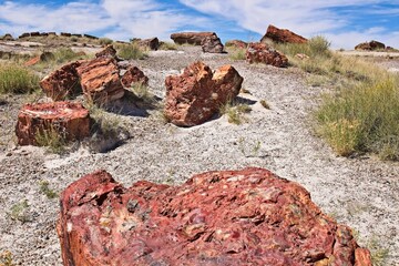 Many pieces of petrified wood on the ground at Petrified Forest National Park, Arizona. White...
