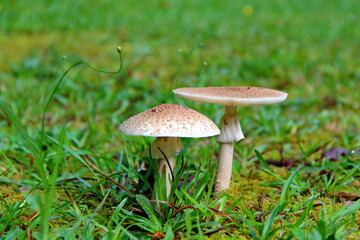 A pair of wild forest mushrooms in the grass, close-up.