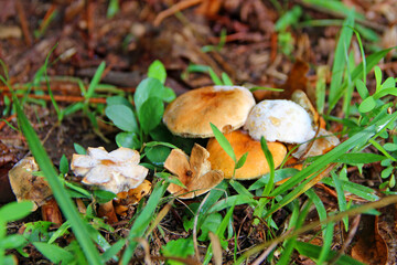 A close-up composition of beautiful forest mushrooms.