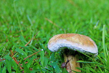 A large forest mushroom in close-up in the grass.