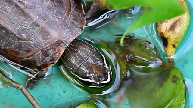 Turtle Head Above Water in Leafy Blue Pond