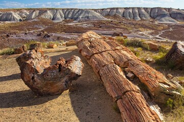 Large pieces of petrified wood scattered on the ground with white hills in the background at...