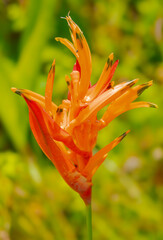 Close Up of a Tropical Flower