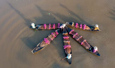 Water Lily Harvest Season in the Mekong Delta