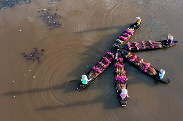 Water Lily Harvest Season in the Mekong Delta