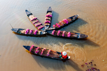Water Lily Harvest Season in the Mekong Delta