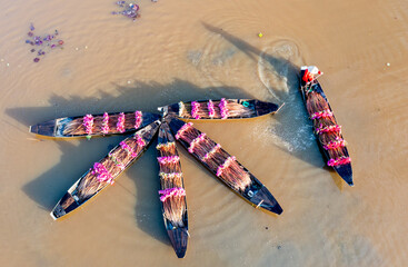 Water Lily Harvest Season in the Mekong Delta