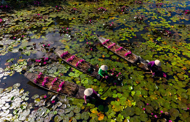 Water Lily Harvest Season in the Mekong Delta