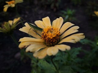 Yellow zinnia flower on the garden close up