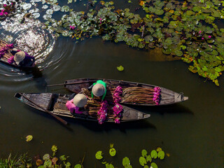 Water Lily Harvest Season in the Mekong Delta