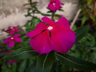 Catharanthus roseus, commonly known as bright eyes, Cape periwinkle, graveyard plant, Madagascar...