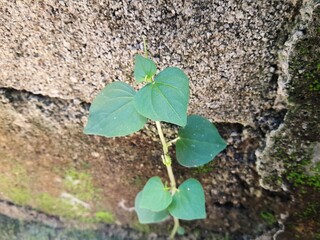 Daun sirih Cina or Peperomia pellucida close up