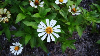 White Zinnia flower close up in the garden