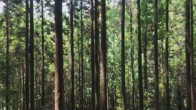 熊野古道・中辺路「猪鼻王子と発心門王子区間の木立」和歌山県田辺市本宮町　Woodland Trail on the Kumano Kodo &ndash; Inohana-oji to Hosshinmon-oji Section, Wakayama