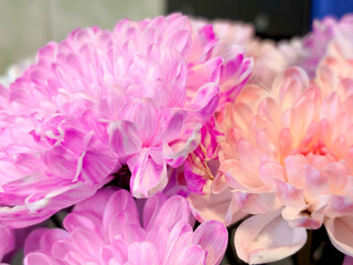 Flowers closeup.Background with different colors, red rose in the center of the frame.Flowers in pink shades.