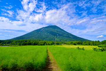 Obraz premium アスパラガス畑と羊蹄山（北海道・真狩村）