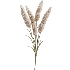 A bunch of light beige ornamental grasses