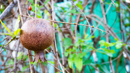 pomegranate fruit on a tree brunch nature thailand 