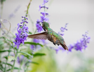 Cute humming bird hovering on purple flowers in Wyoming