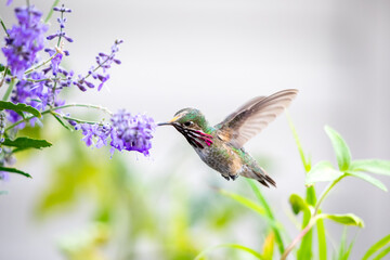 Humming bird close up red throat, Wyoming bird dreamy image