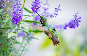Humming bird close up feeding on Russian Sage
