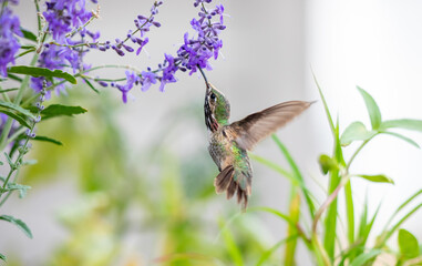 Humming bird drinking vertically from Russian Sage closeup