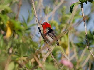 Scarlet Honeyeater or Scarlet Myzomela (Myzomela sanguinolenta) perched in a tree with green leaves...